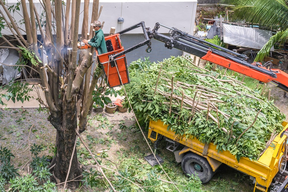 SaveMore Tree Service - Affordable Tree Removal & Trimming Services